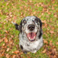 dog looking at camera