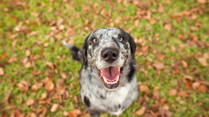 Relief For Sexually Frustrated Male Dog: 11 Ways To Help