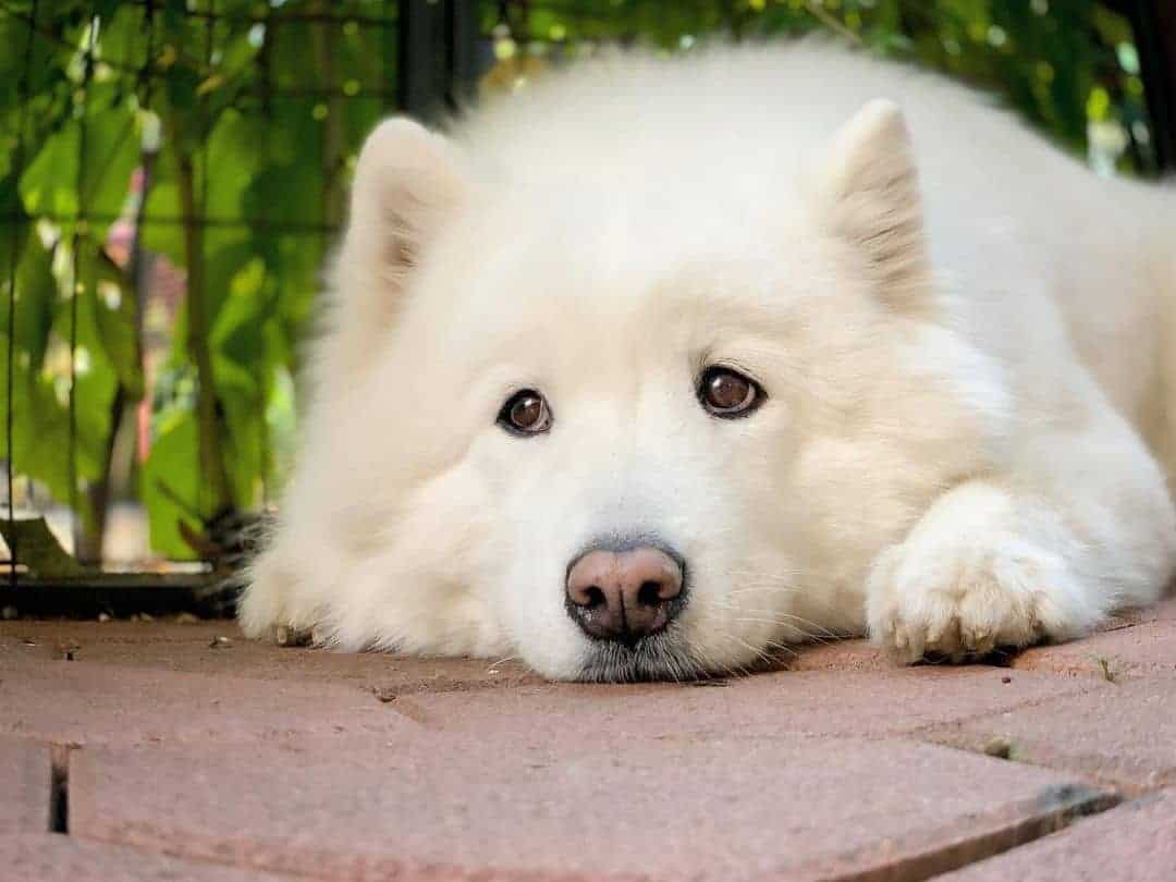 Samoyed lying on floor