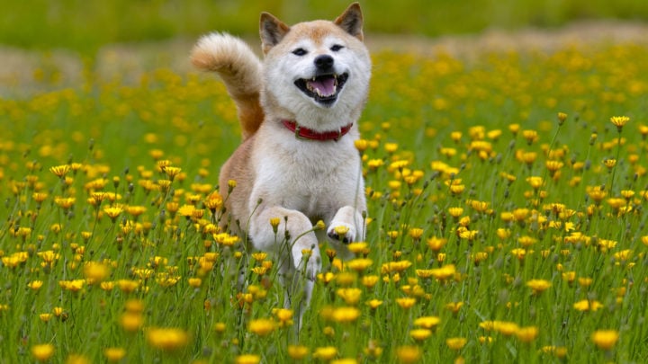 Shiba Inu Mixes: Enter The World Of Unusual Doggy Hybrids