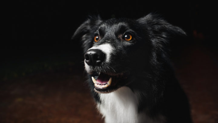 Why Do Dogs Cry At Night? Advice For Worried Pet Parents