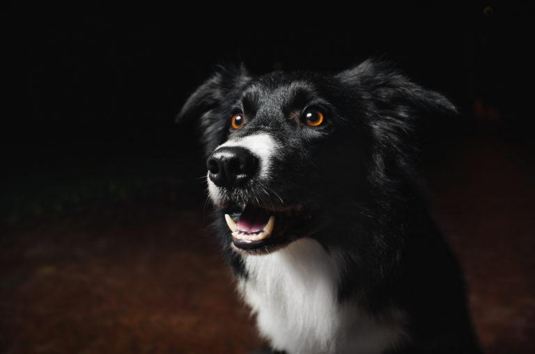 dog in the dark