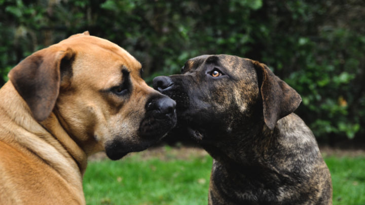 Why Do Dogs Lick Other Dogs’ Ears? Here Are The Answers