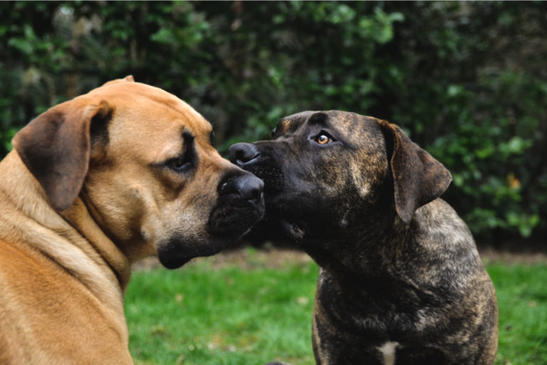 dog licking other dog face