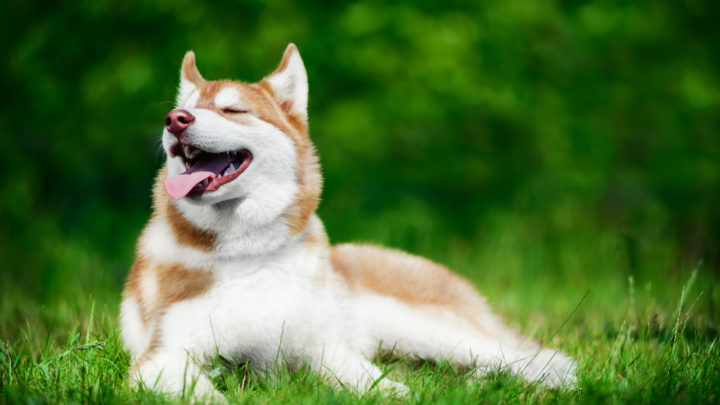 Why Do Dogs Like To Lay In The Sun? Understanding Your Pooch