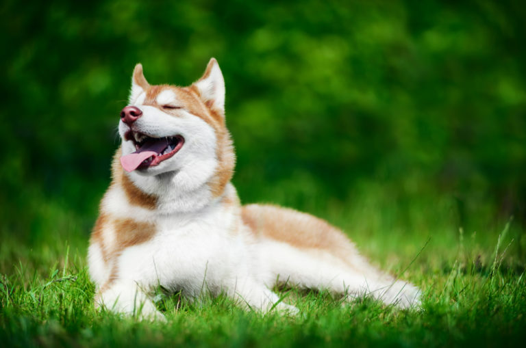dog enjoying the sun