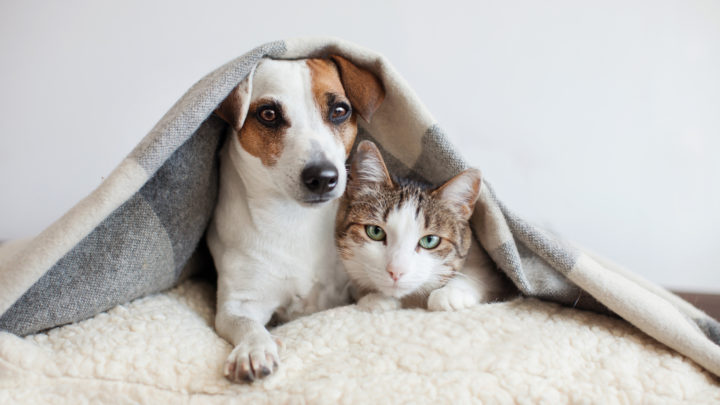 Why Does My Dog Act Like A Cat? 8 Reasons