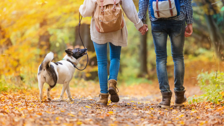 Why Does My Dog Follow Me And Not My Husband? 13 Reasons