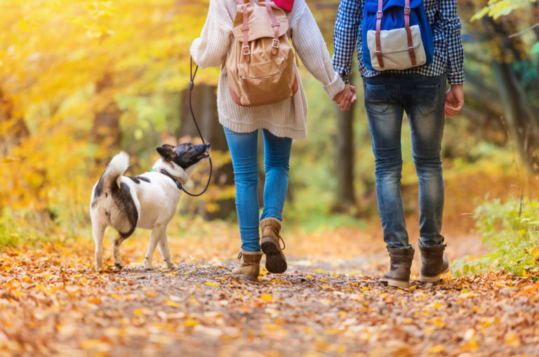 couple walking their dog