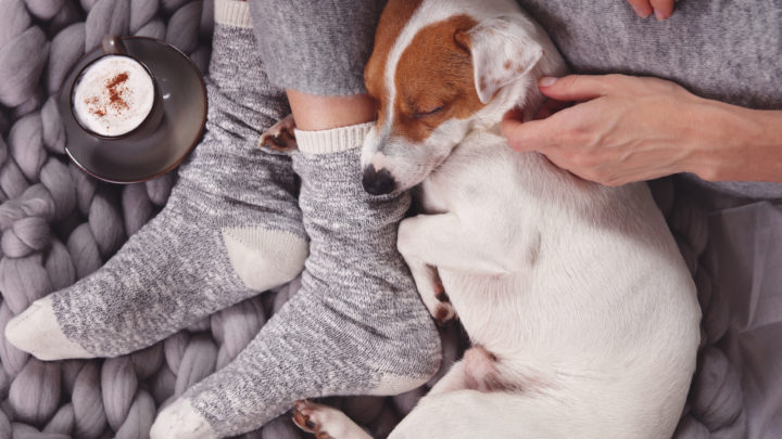Why Does My Dog Sleep Between My Legs? 10 Reasons