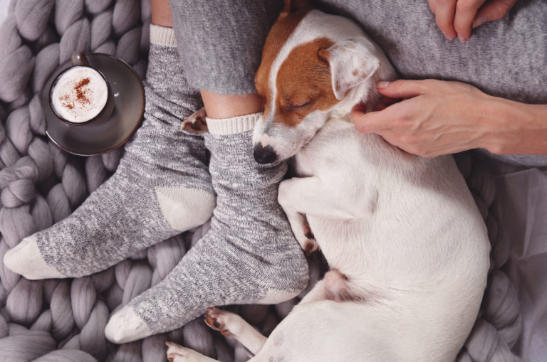 dog sleeping next to owner's legs