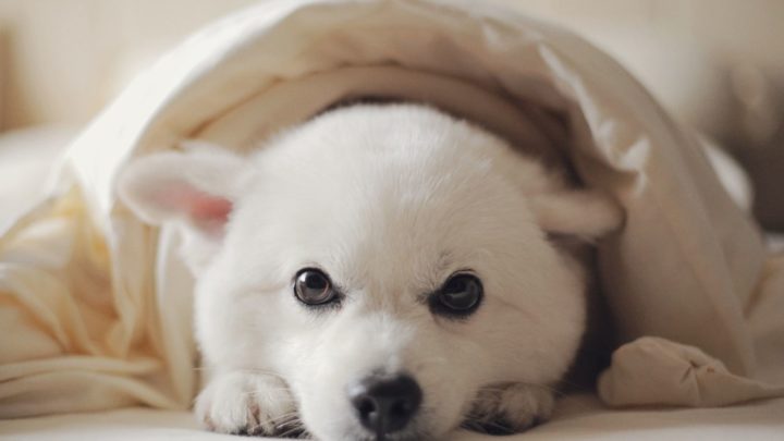 Why Does My Dog Sleep Under the Covers? Cute Reasons You Didn’t Expect