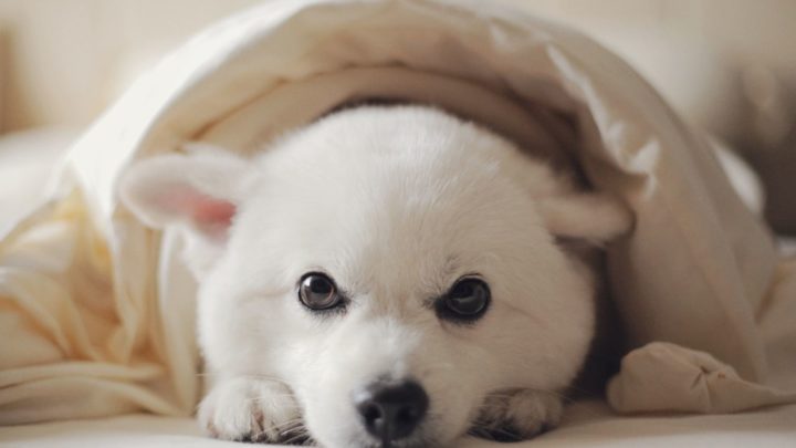 Why Does My Dog Sleep Under the Covers? 9 Reasons