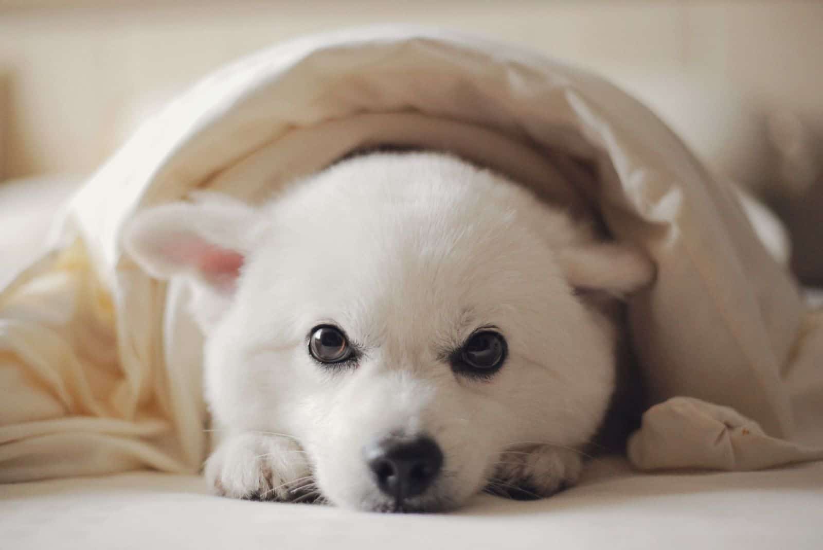 is it safe for a dog to sleep under the covers