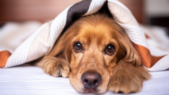Why Does My Dog Suck On Blankets?