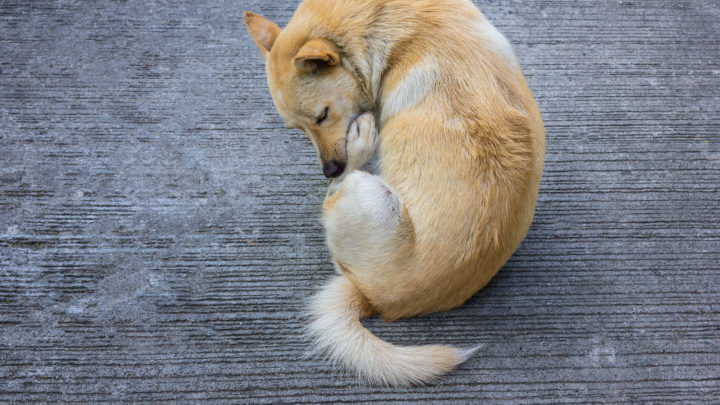 Why Is My Dog Licking His Butt? The Cause And The Cure