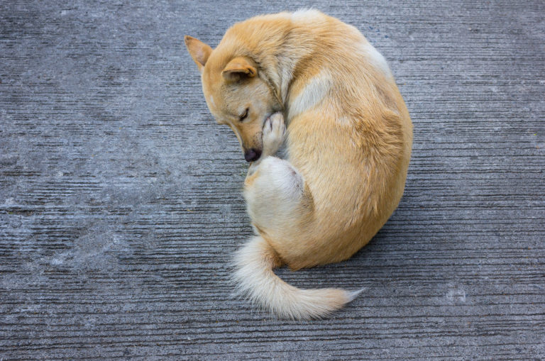 dog licking himself