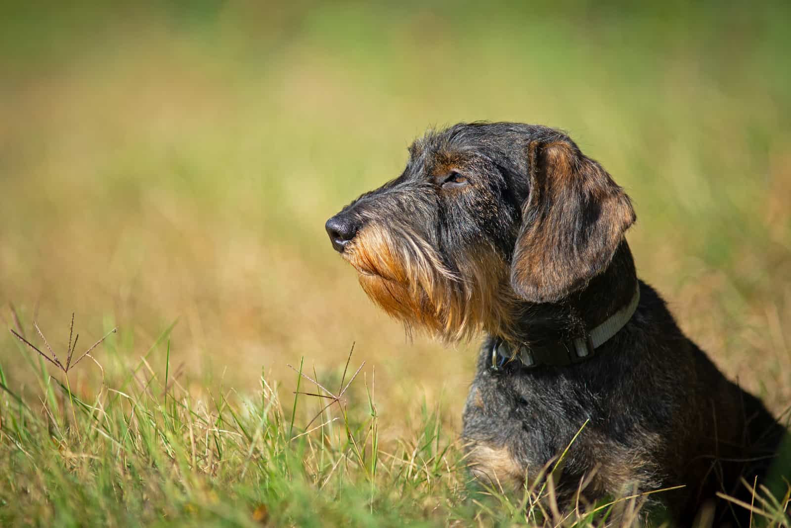 Wild boar Dachshund sitting at field looking away