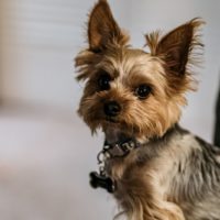 yorkie dog