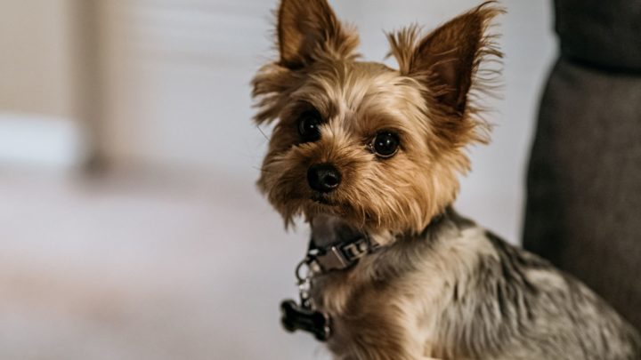 Yorkie Harness: Choosing The Best Pet Harness For Your Yorkie Dog