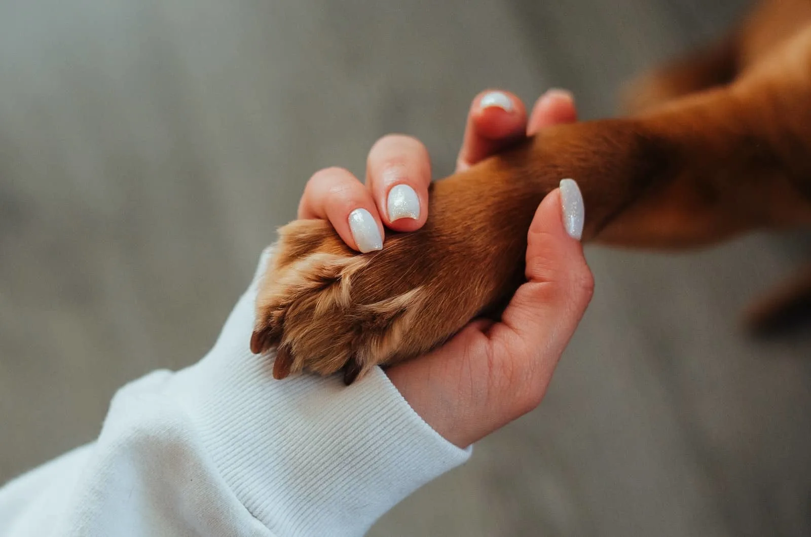 a hand holding a paw