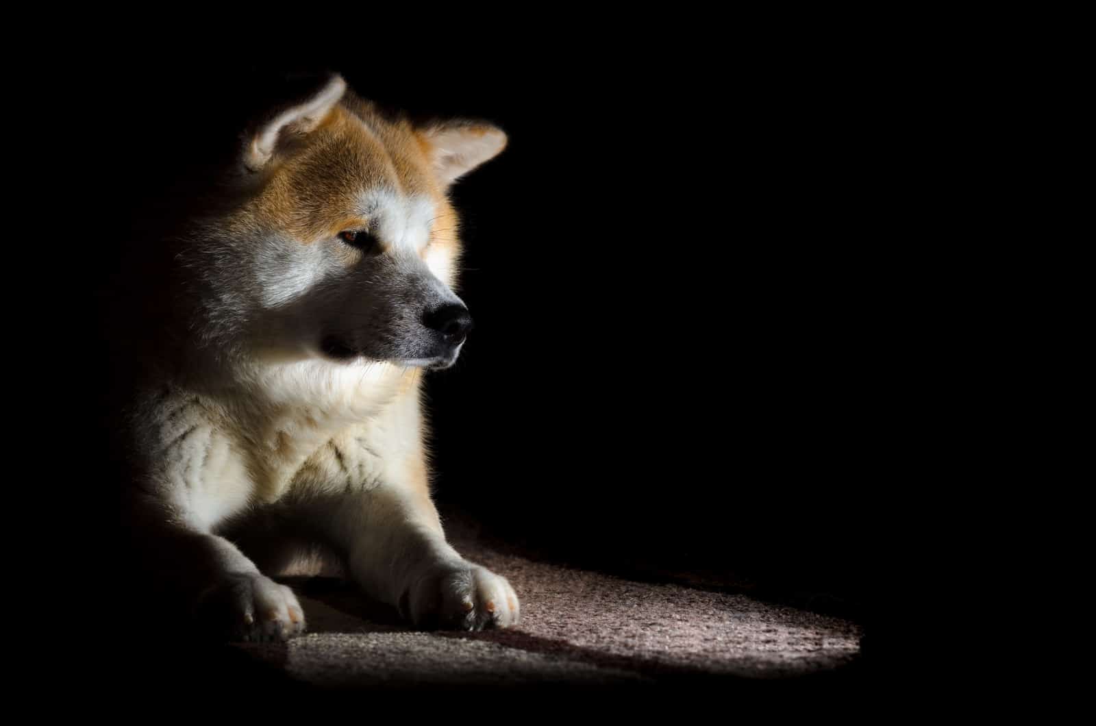 akita inu in the dark