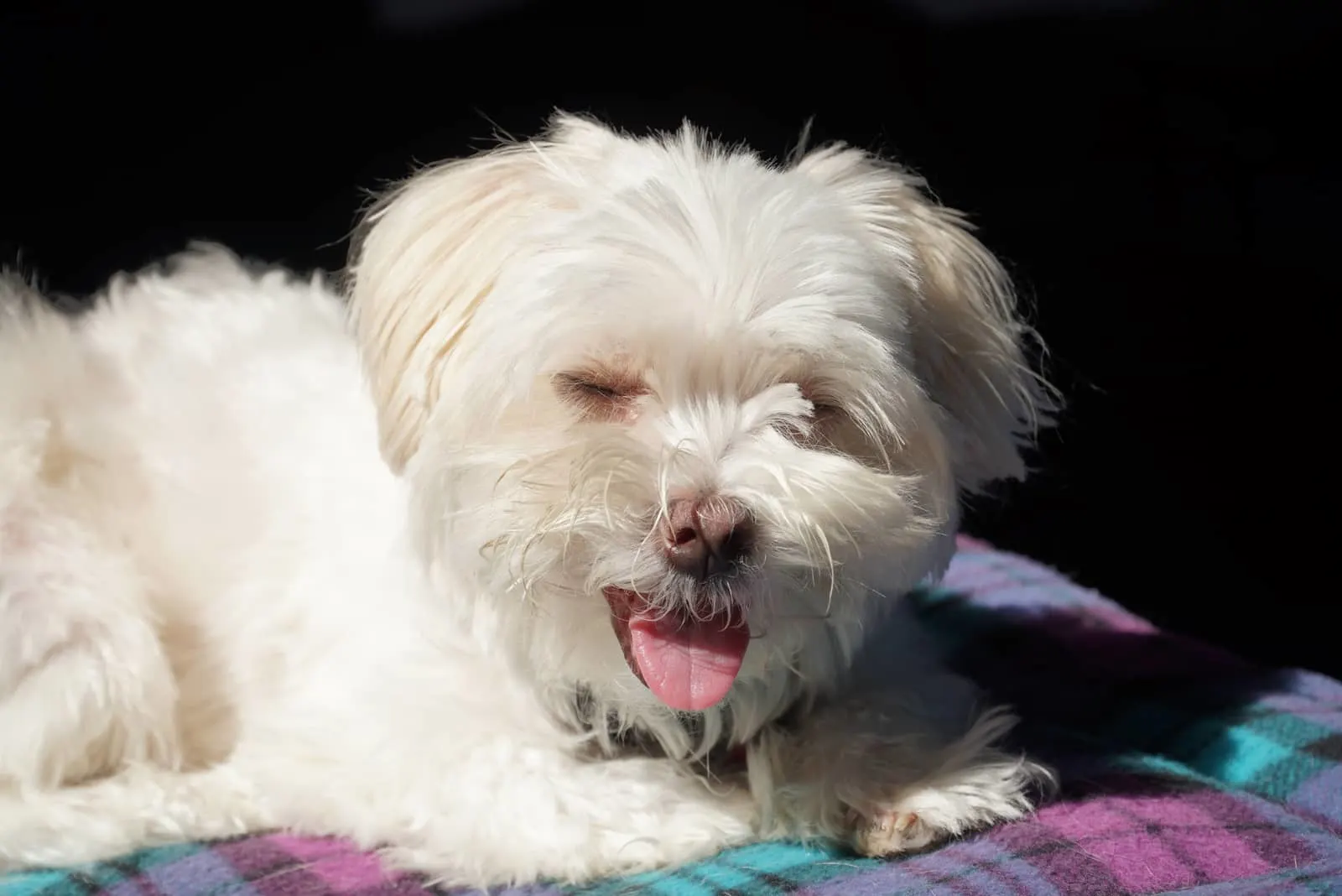 albino maltese dog laying in sun