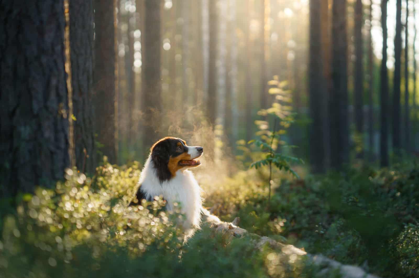 australian shepherd in woods