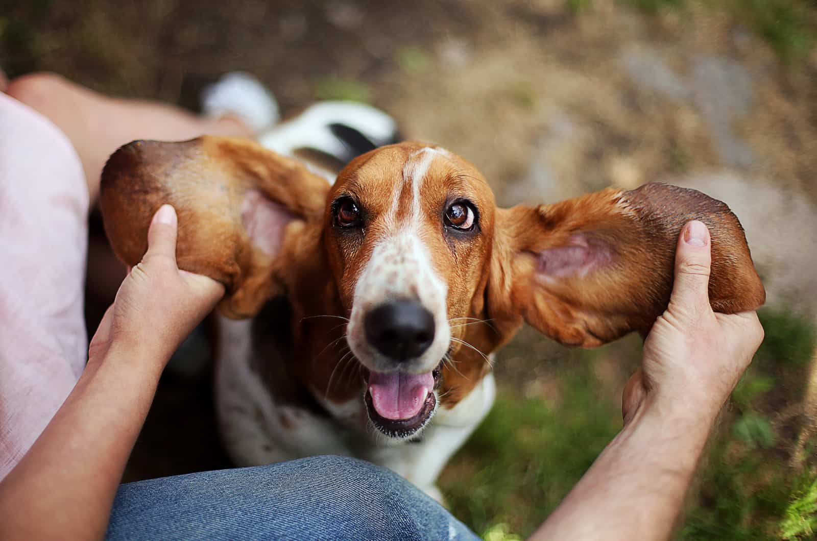 basset hound with big ears