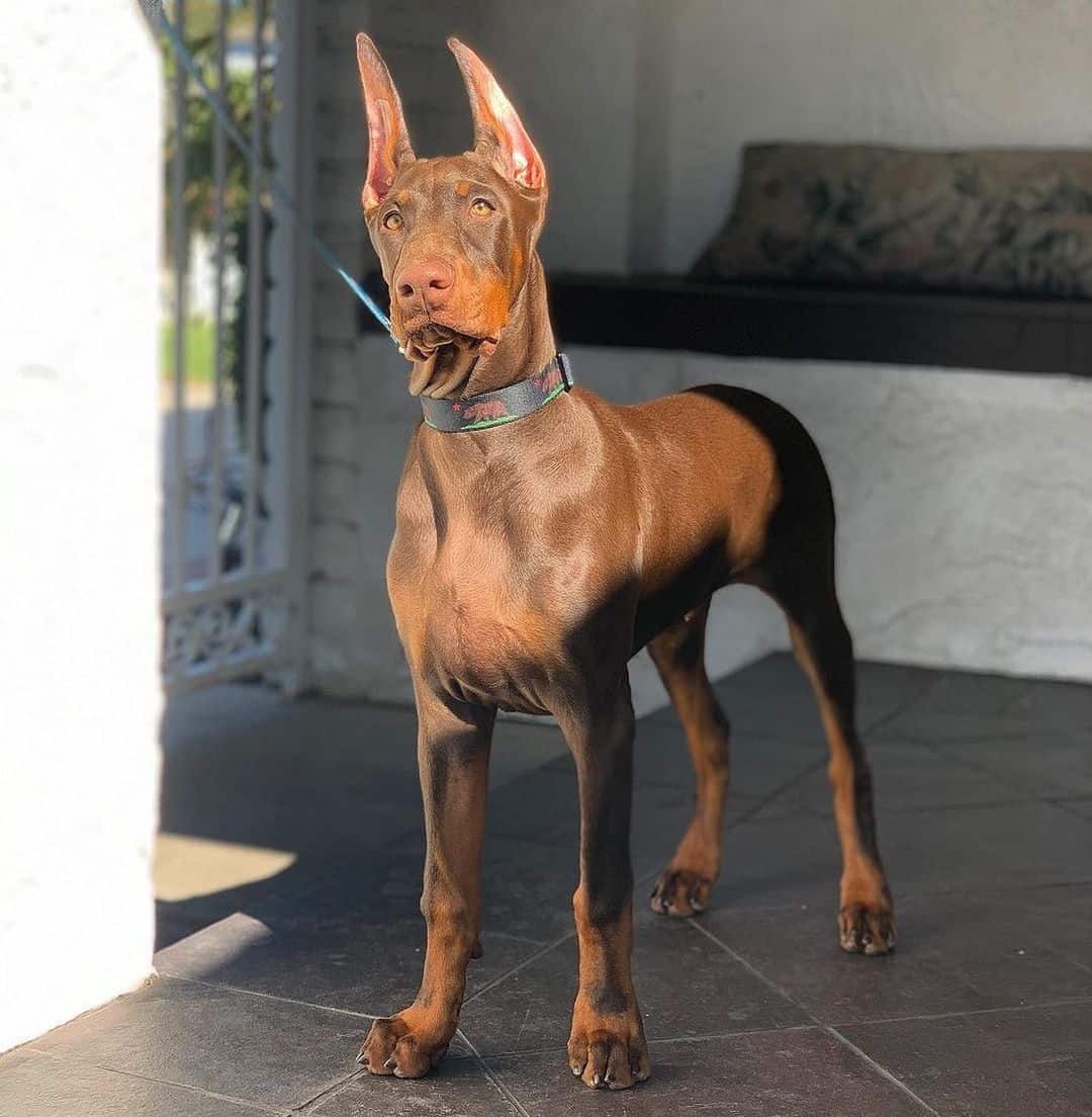 beautiful doberman standing in sun