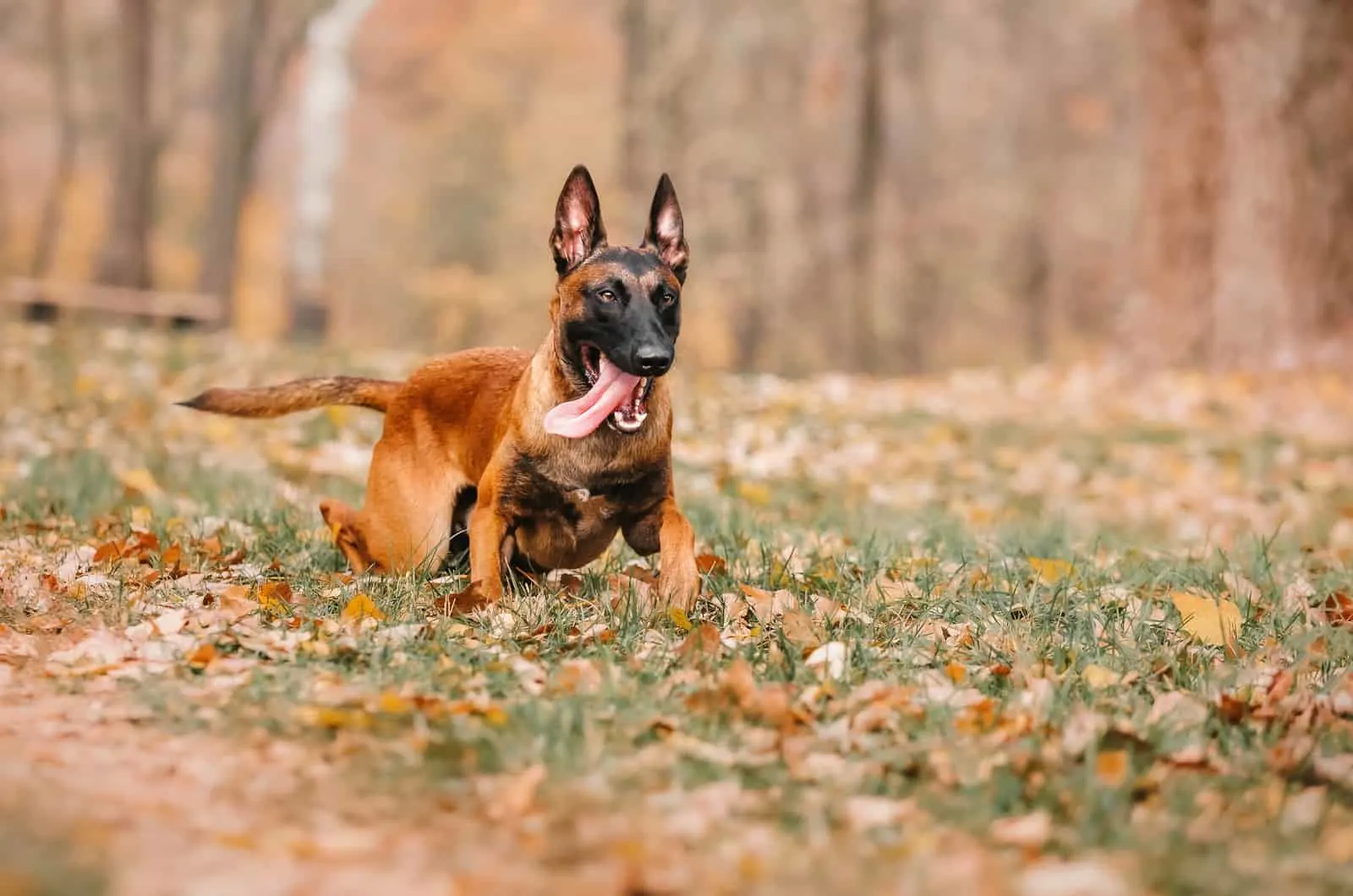 belgian malinois in a forest