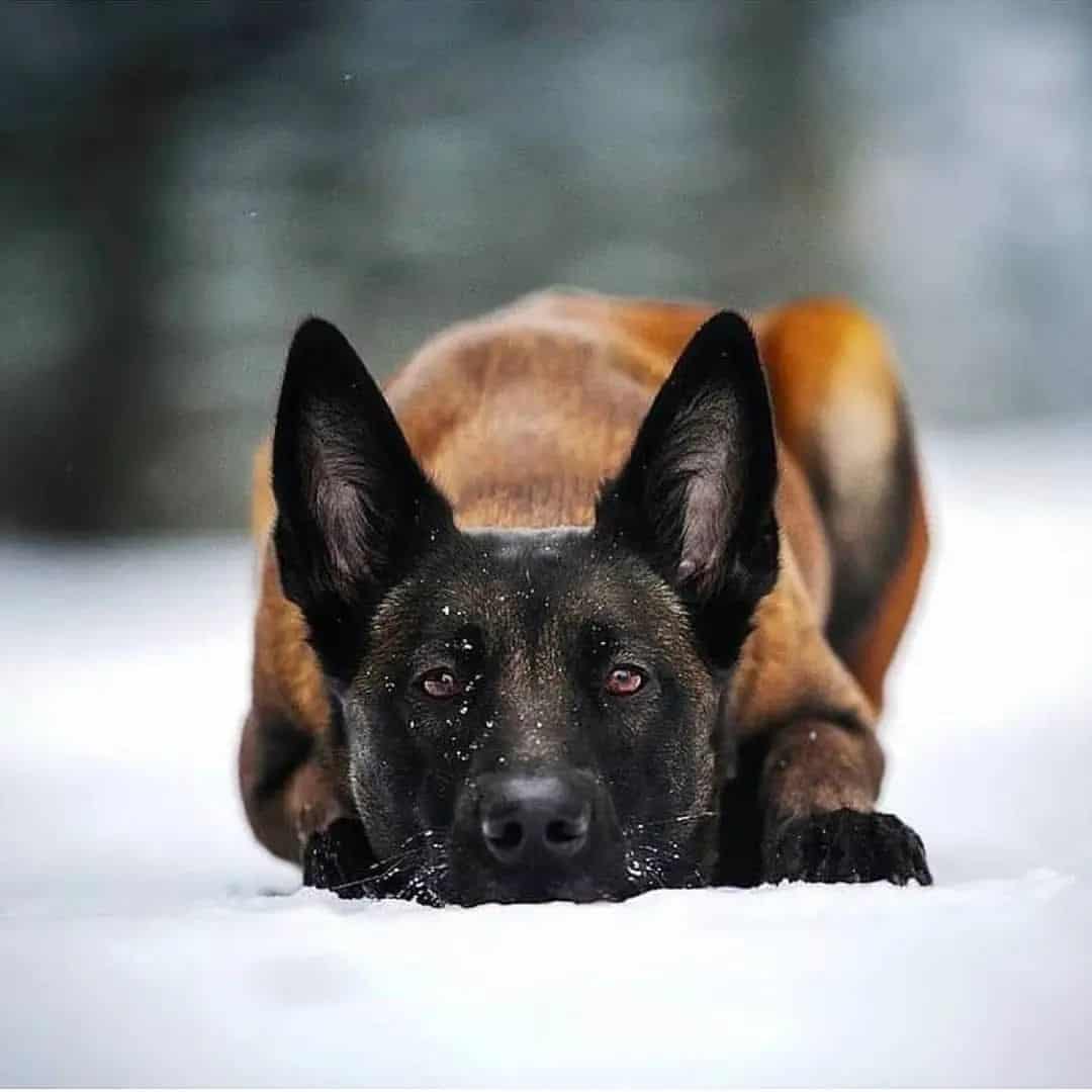 belgian malinois in snow