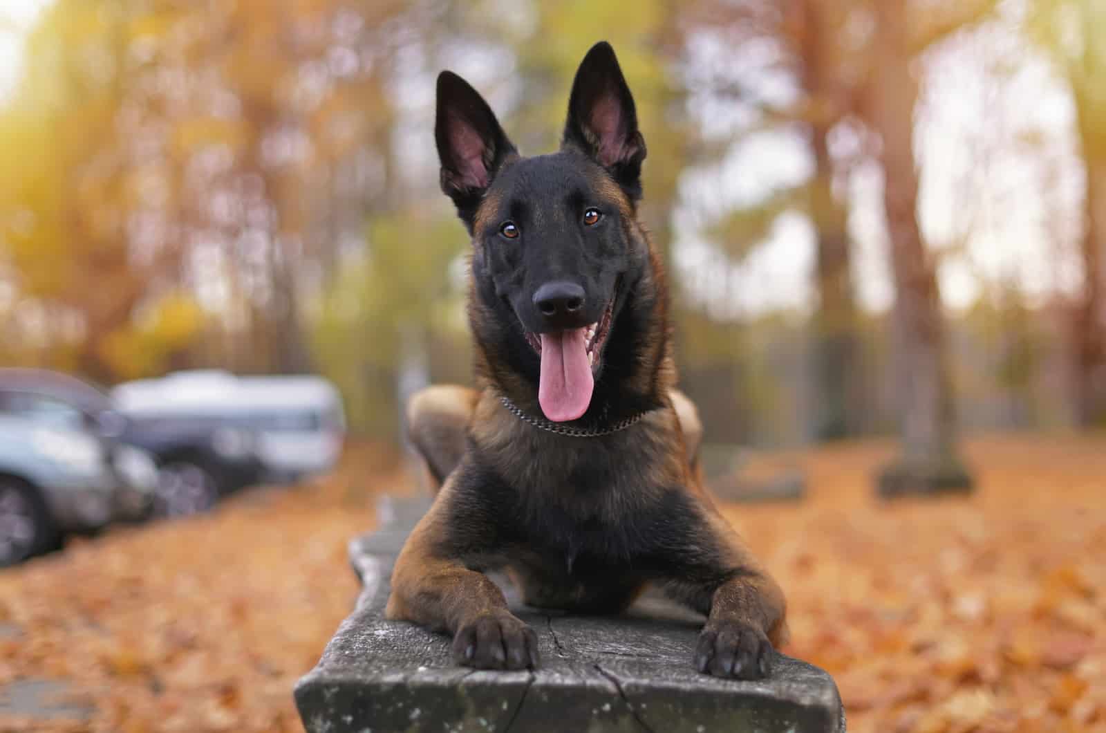 belgian malinois on a bench