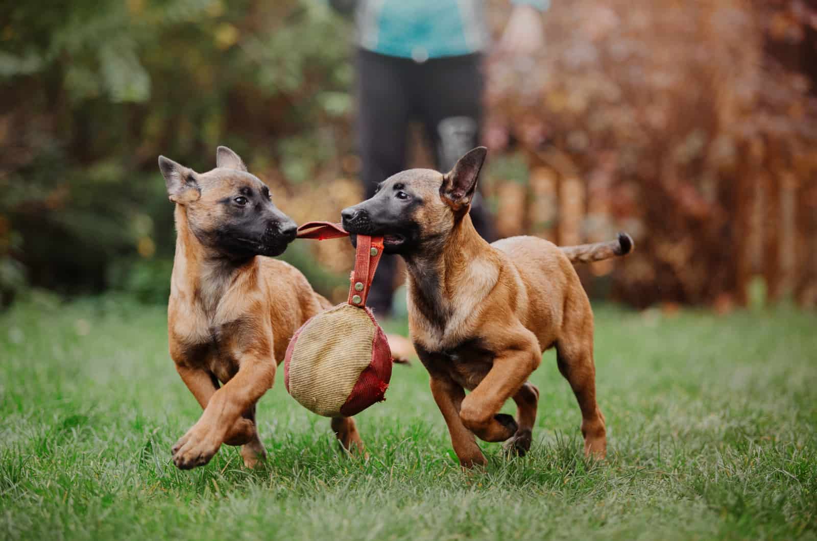 belgian malinois puppies