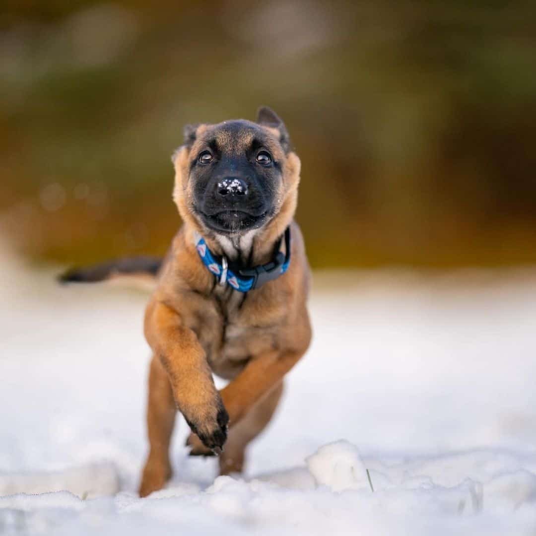 belgian malinois puppy running