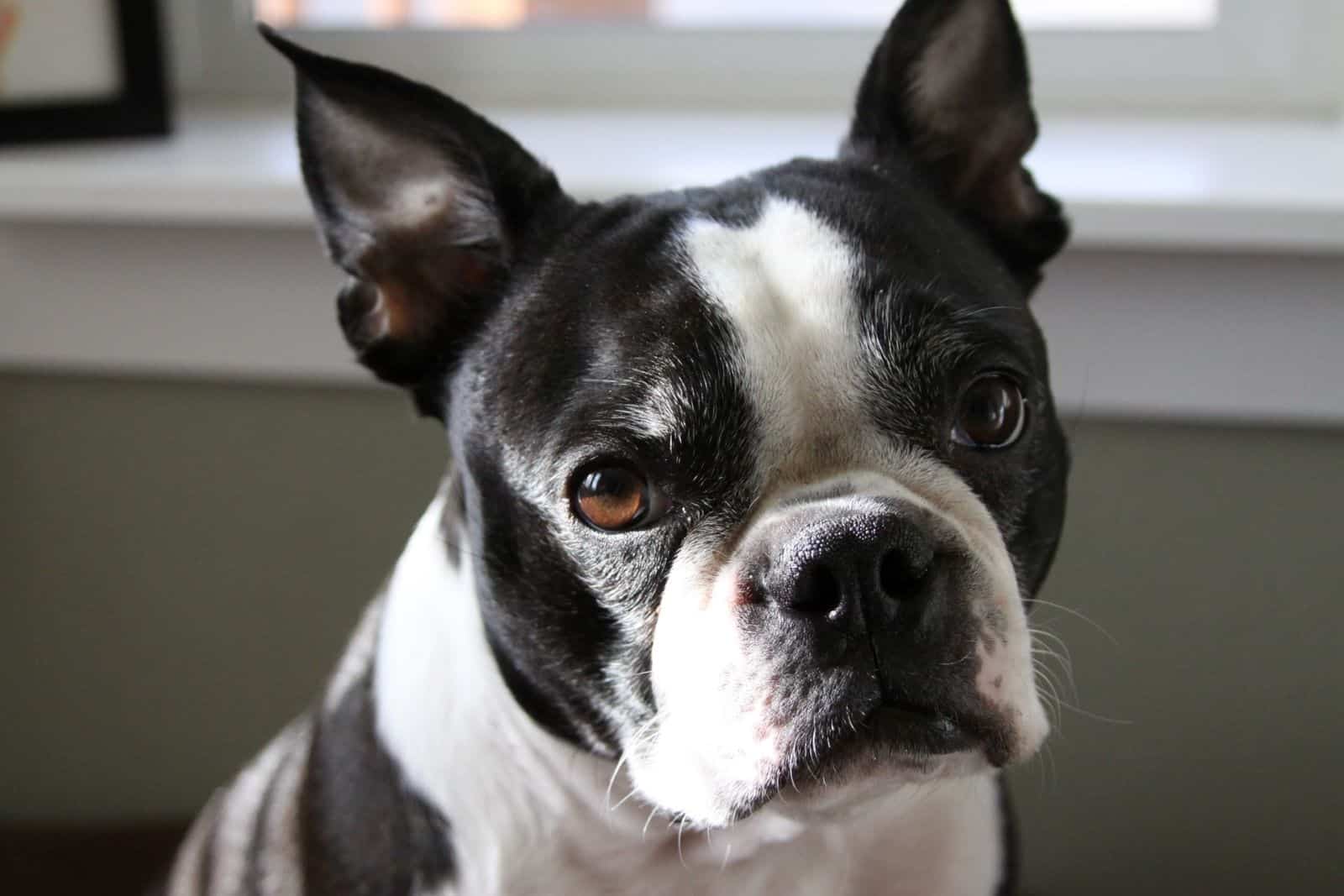 black and white boston terrier