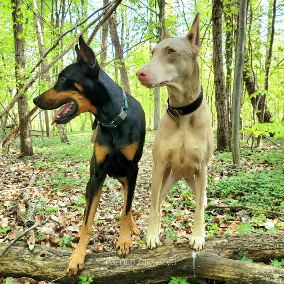 black and white dobermans