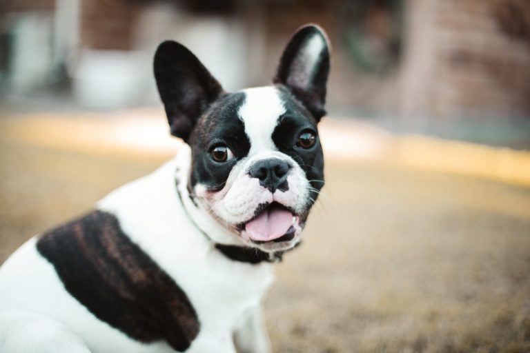10 Best Collars For French Bulldogs The Ultimate Guide