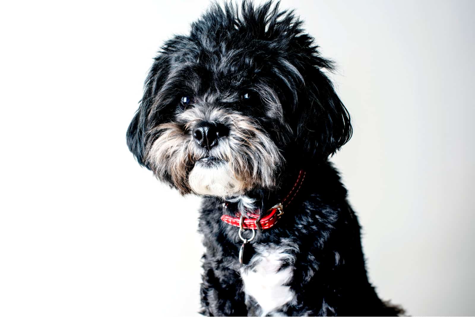 black and white maltese puppy with white background