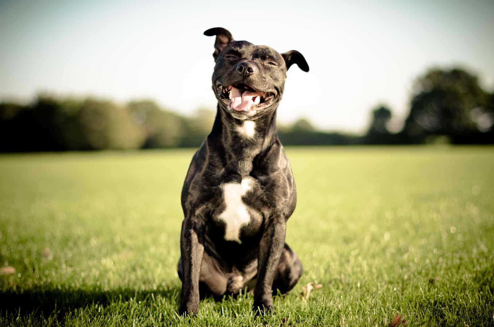 black dog in the sun