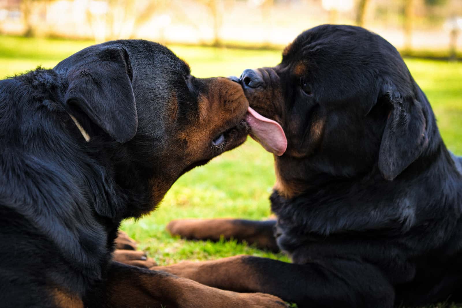 black dog licking other black dog
