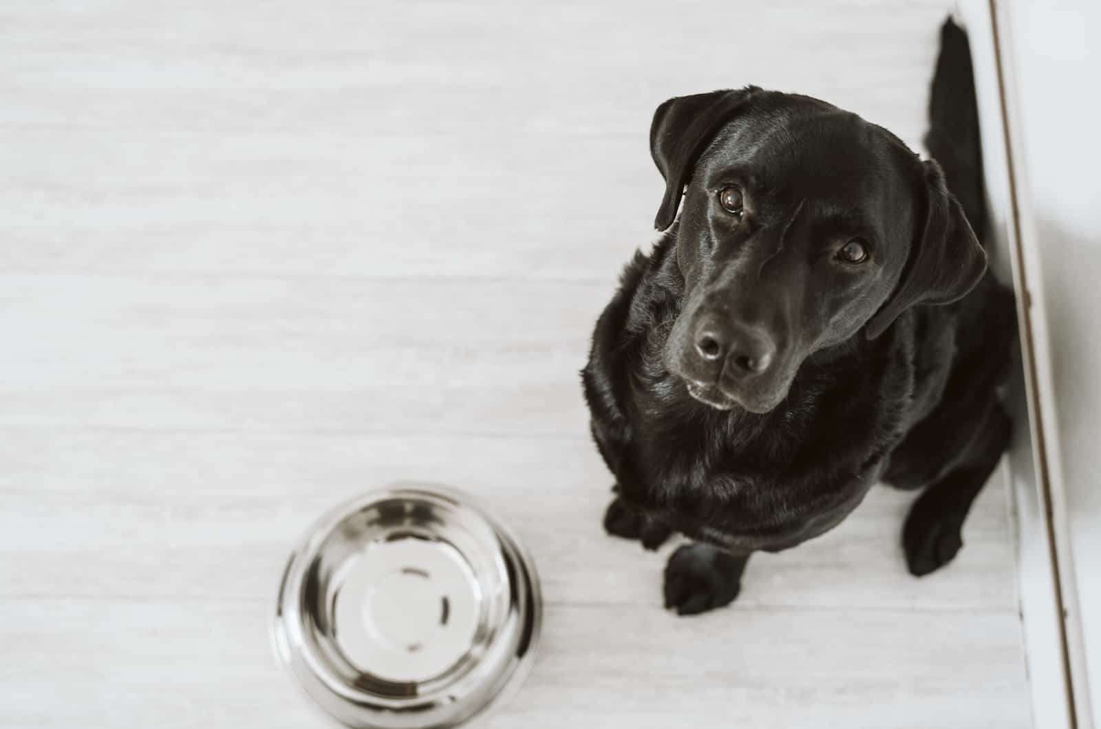 black dog looking up waiting for food