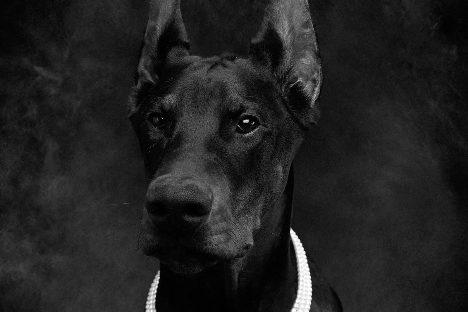 black dog with black background