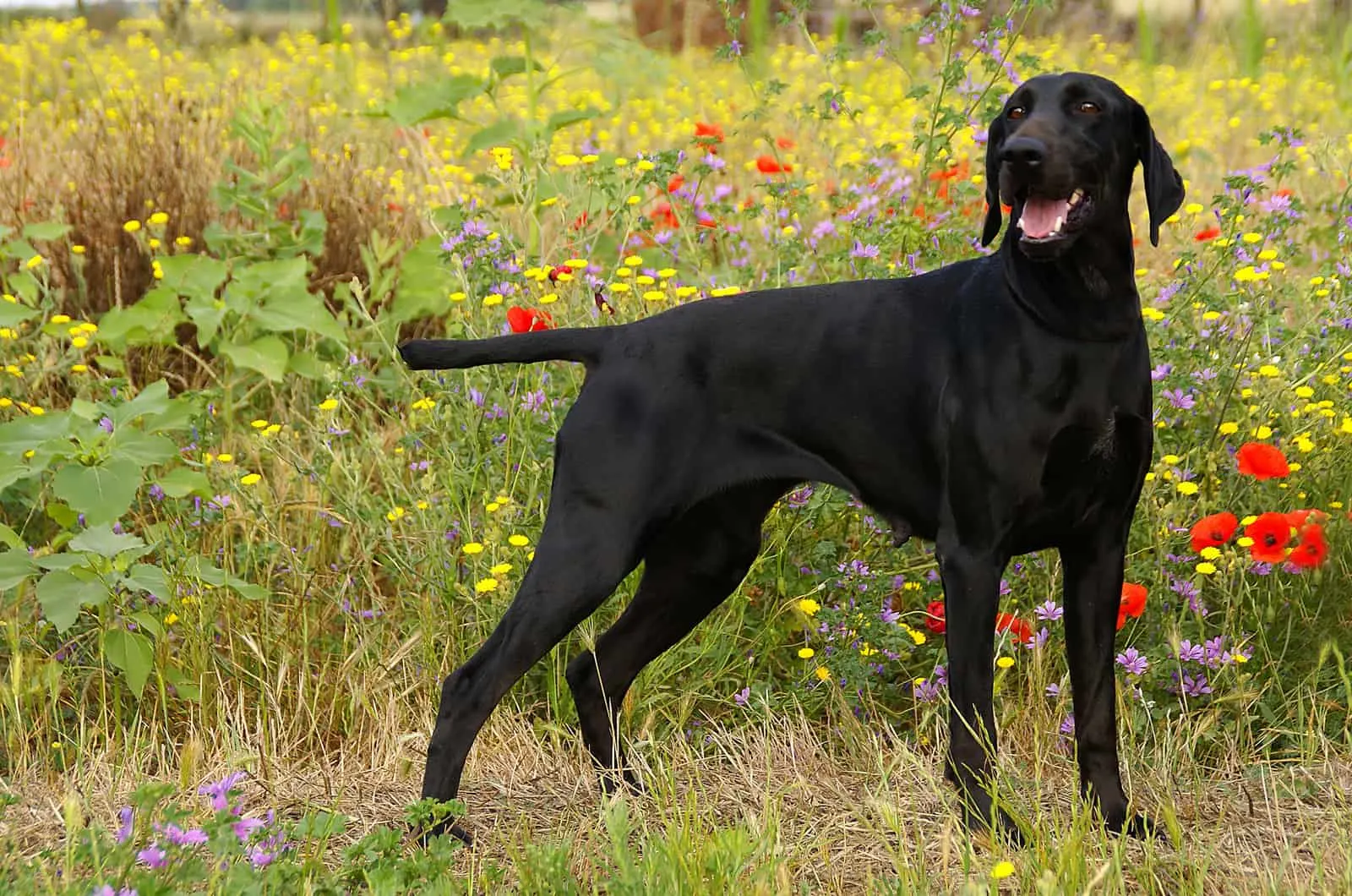 black german short-haired pointer dog