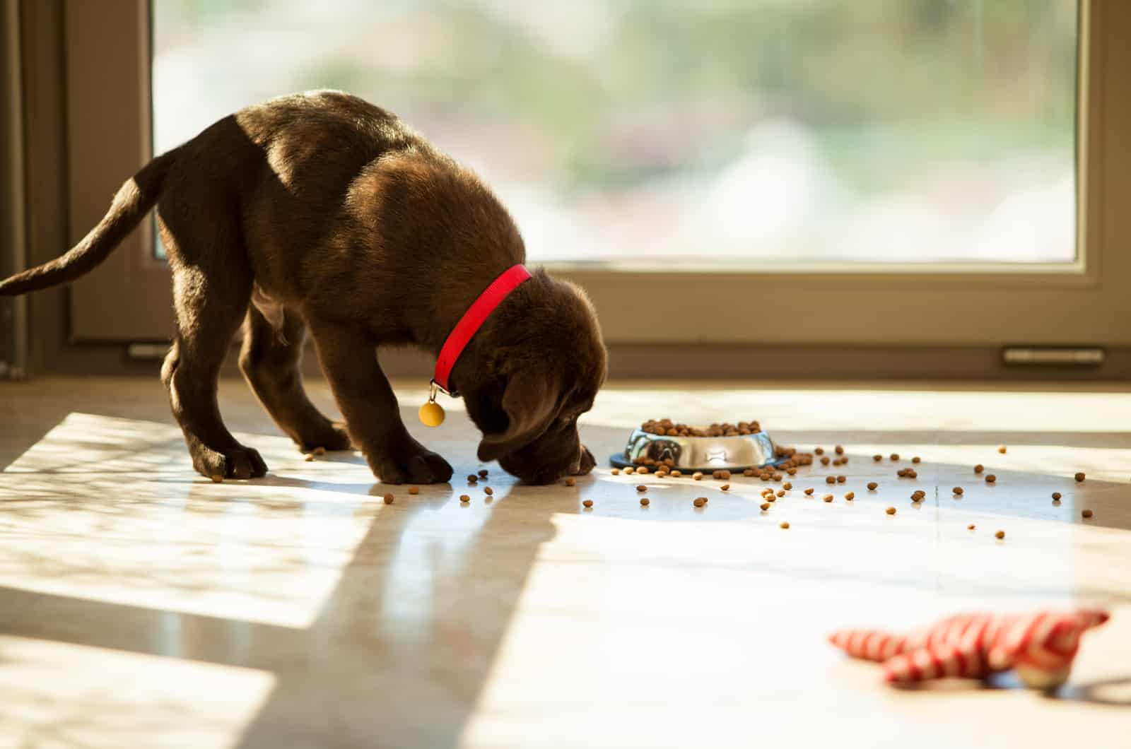 black puppy eating food from floor