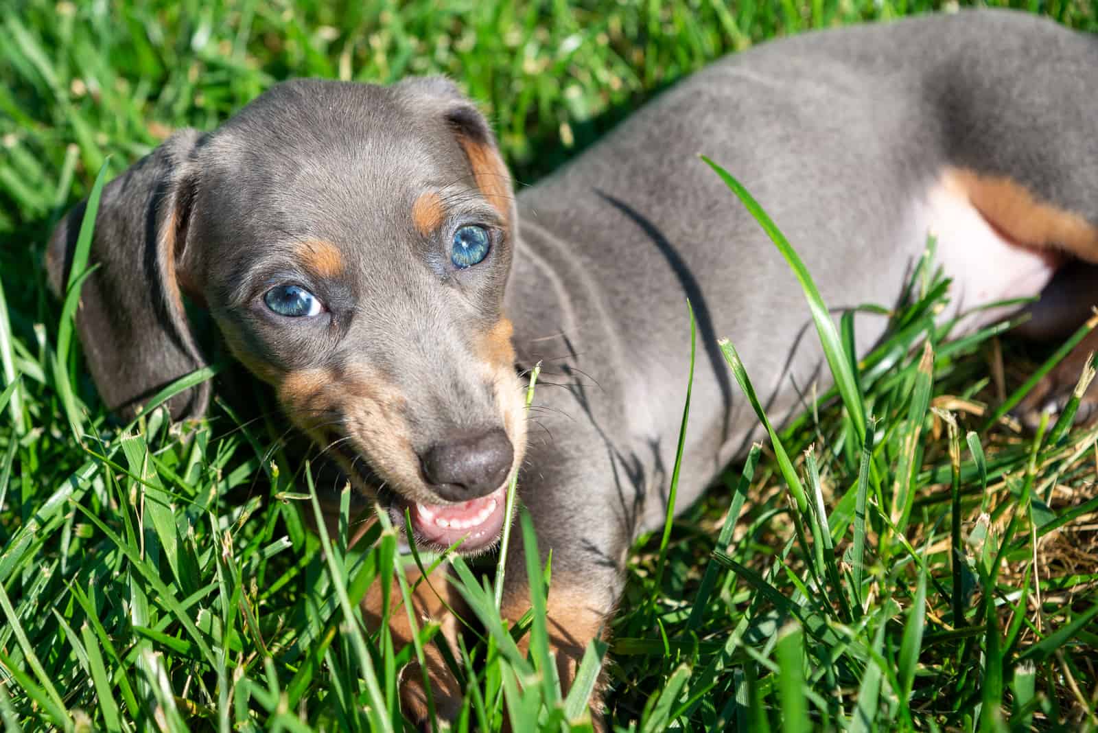 blue and tan dachshund lying in grass