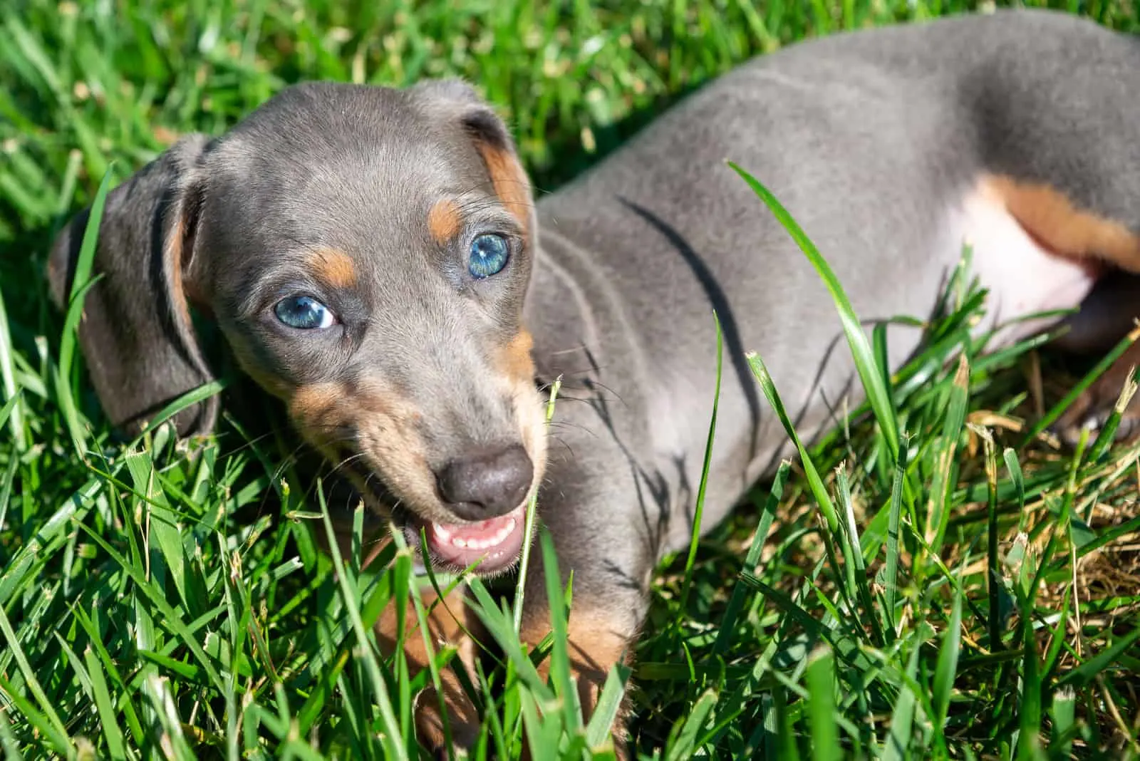 blue and tan dachshund lying in grass