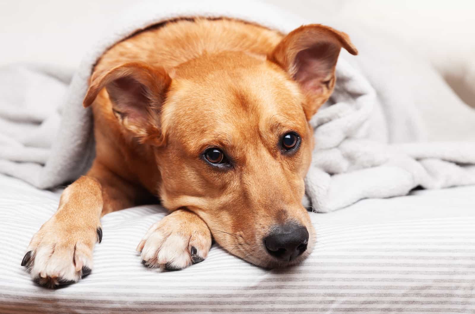 bored dog lying down