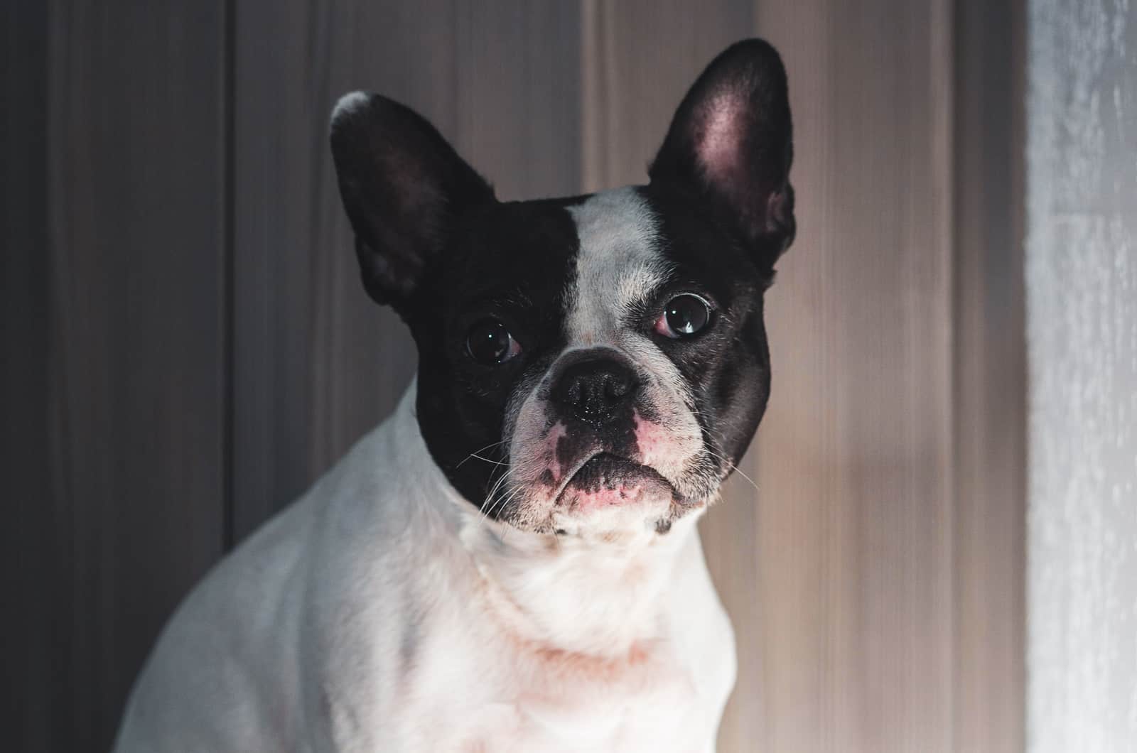 boston frenchie mixed breed dog