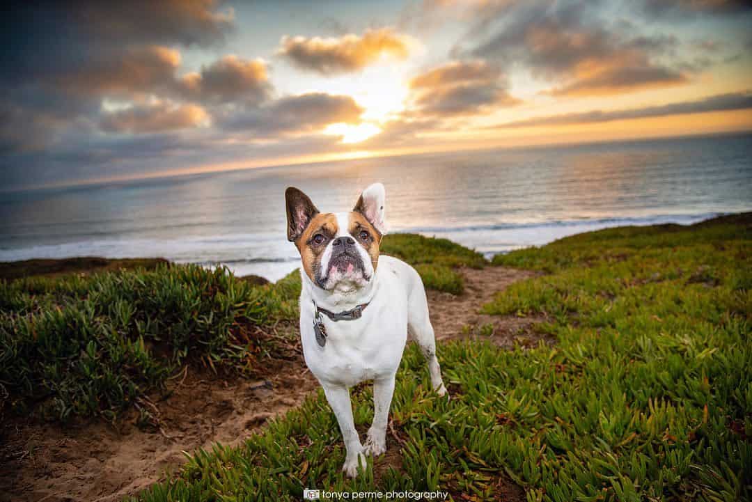 boston terrier boxer mix